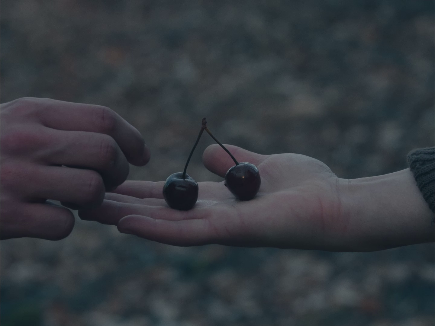Film Still from the short film Wild Cherry
